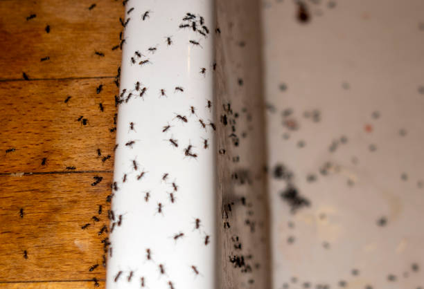 Best Local Pest Control Services  in Lonoke, AR